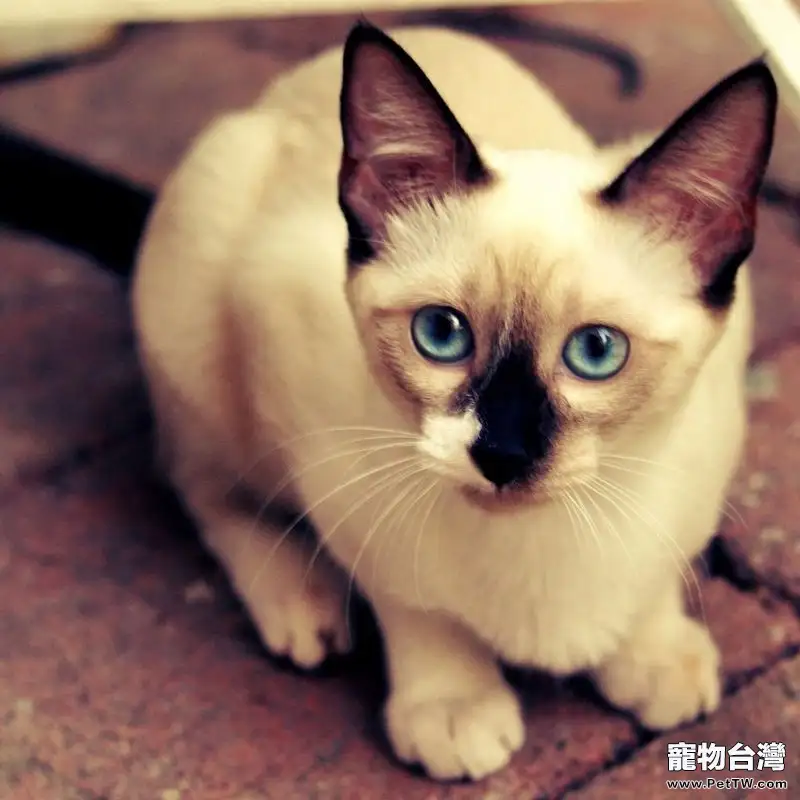 暹羅貓的品種分類,暹羅貓品種介紹(1圖)-寵物台灣