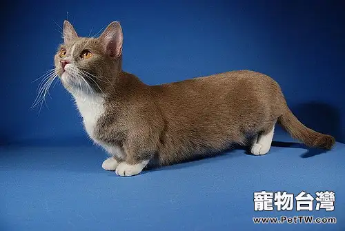 曼赤肯貓：貓咪中的臘腸貓