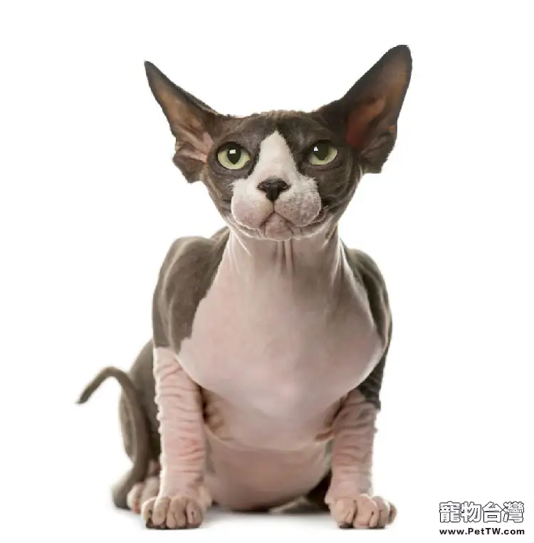 斯芬克斯貓(加拿大 無毛貓)的生活習性介紹,無毛貓品種特性簡介(1圖)-寵物台灣