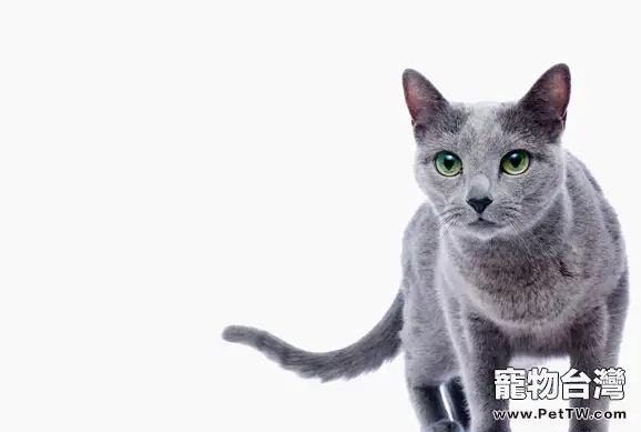 俄羅斯藍貓好養嗎(1圖)-寵物台灣