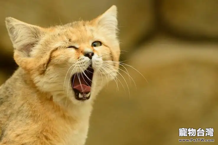 沙丘貓如何繁殖？沙丘貓繁殖週期多長
