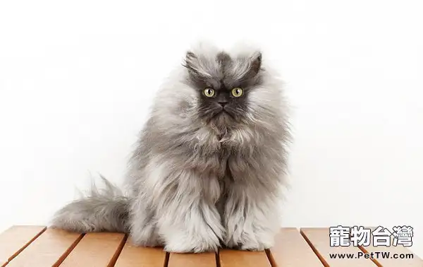 貓咪品種鑒賞之喜馬拉雅貓
