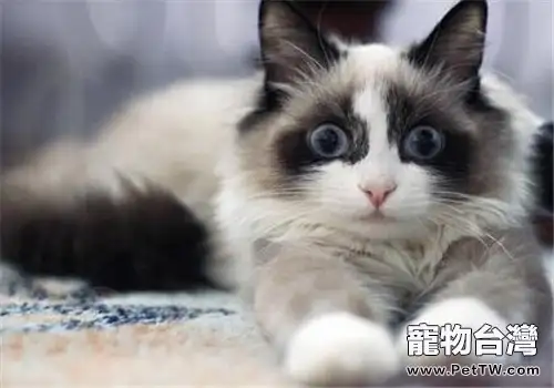 被貓咬了會得狂犬病嗎?要打狂犬疫苗嗎(1圖)-寵物台灣