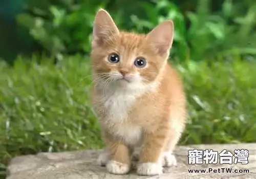 中華田園貓的智力水平跌出TOP10