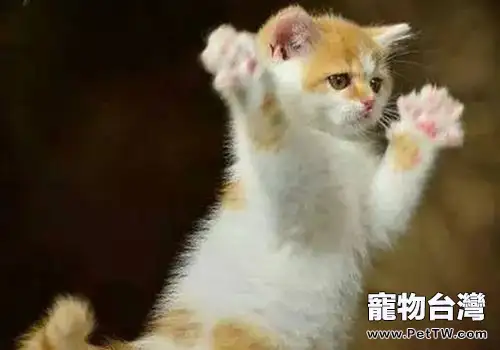 被家狗家貓抓傷用不用打疫苗（1圖）-寵物台灣