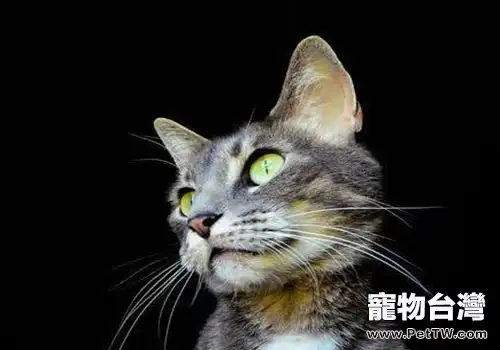 原來貓鬍子的作用這麼多