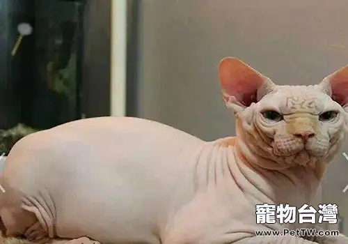 史上最醜的貓,斯芬克斯貓(加拿大 無毛貓)多少錢(1圖)-寵物台灣
