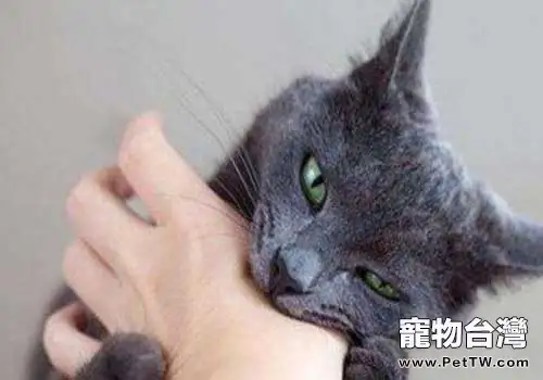 被貓咬了發病的前兆是什麼（1圖）-寵物台灣
