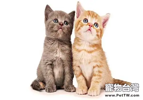 你知道公貓和母貓的區別嗎？