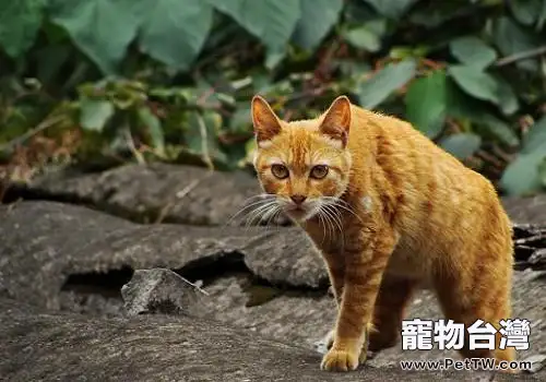 中華田園貓的種類有哪些？