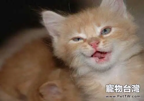 你知道半夜貓叫的原因嗎？