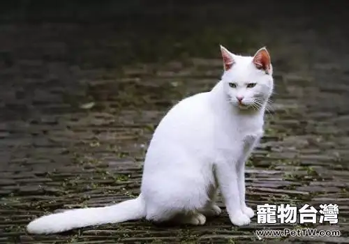 純白色的中華田園貓