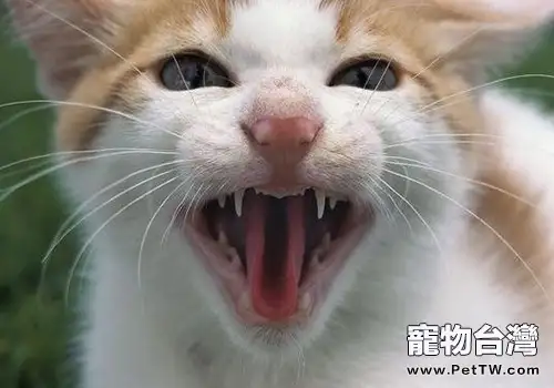 貓咬了用不用打針（1圖）-寵物台灣