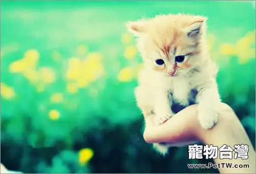 合格貓奴必學：如何為愛貓做按摩（1圖）-寵物台灣