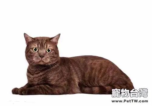 貓咪可不可以吃巧克力？（1圖）-寵物台灣