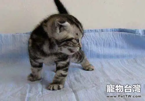 新生的小貓吃什麼比較好?(1圖)-寵物台灣