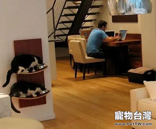 家庭環境對貓咪的潛在傷害