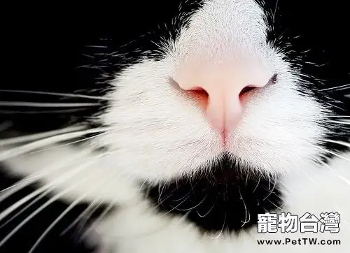 貓咪的嗅覺在日常生活中的作用