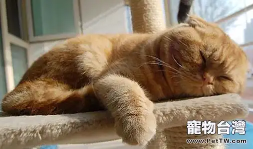 如何訓練貓咪自己睡覺
