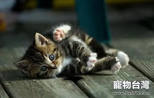 貓咪磨爪的不同類型（1圖）-寵物台灣