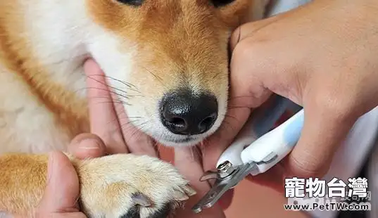 貓狗需要修剪指甲嗎？貓狗指甲怎麼修剪