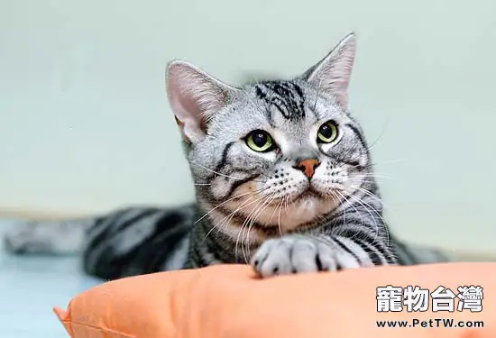 如何制止寵物貓上飯桌?(1圖)-寵物台灣