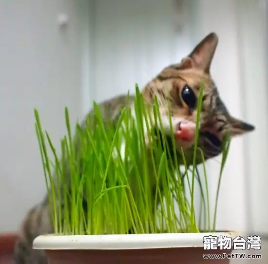 教你種植貓草的三個辦法(1圖)-寵物台灣