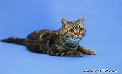 自製實惠好吃的貓咪罐頭教程(1圖)-寵物台灣