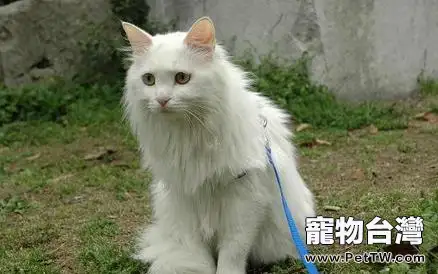 遛貓注意事項，不是所有貓都適合外出的
