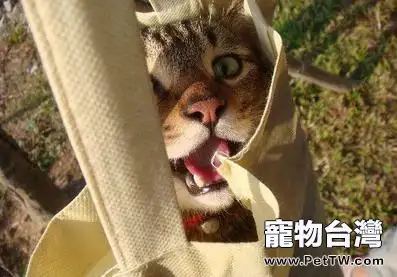 遛貓注意事項，不是所有貓都適合外出的