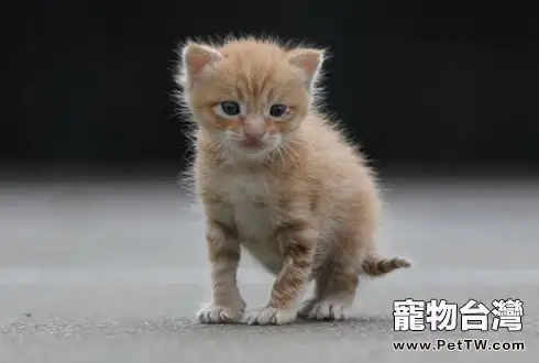 幼貓好養嗎幼貓怎麼養