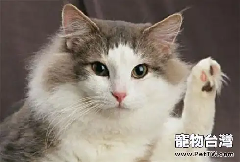 母貓絕育相關事項介紹 母貓為什麼要絕育(1圖)-寵物台灣