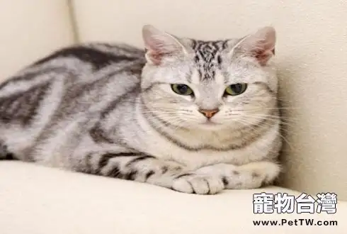虎斑貓多少錢一隻 怎麼挑選一隻好的虎斑貓(1圖)-寵物台灣