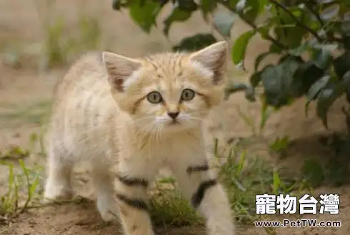 世界十大禁養名貓 你見過幾種呢