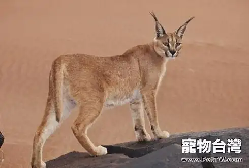 世界十大禁養名貓 你見過幾種呢