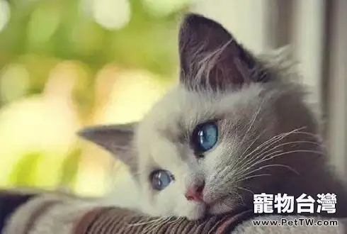 貓細小有什麼症狀?貓細小症狀表現(1圖)-寵物台灣