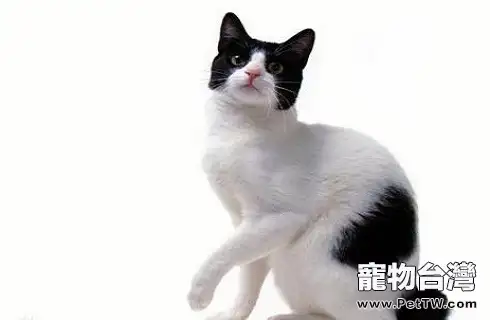 日本短尾貓
