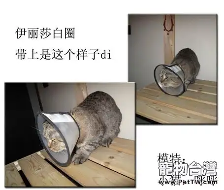 犬貓絕育手術前後注意事項