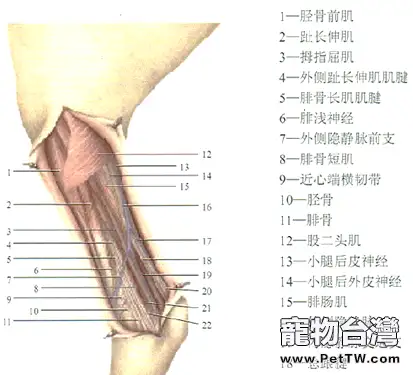 貓脛腓骨骨折的治療方法