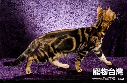 timg (2).webp