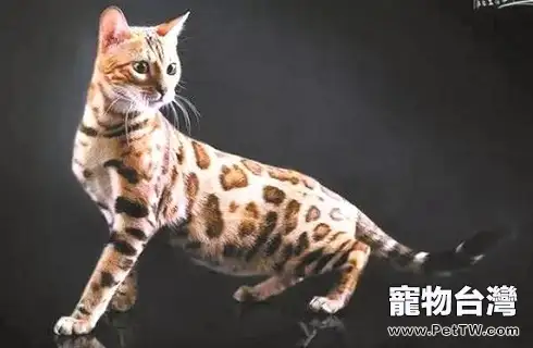 timg (38).webp