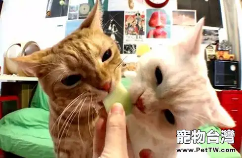 貓吃水果3.webp