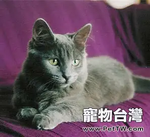 內華達貓貓咪檔案(1圖)-寵物台灣