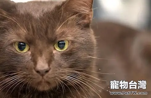 哈瓦那貓多少錢?哈瓦那貓價格多少?(共3張圖片)-寵物台灣