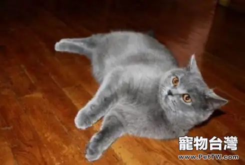 藍貓.webp