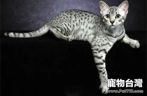 純種埃及貓多少錢一隻?埃及貓價格(共3張圖片)-寵物台灣