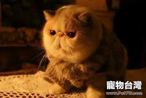 加菲貓性格優點缺點