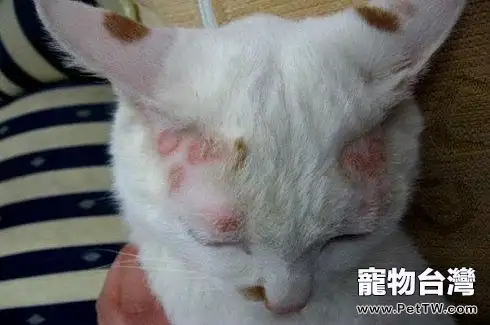 貓的皮膚病有哪些？
