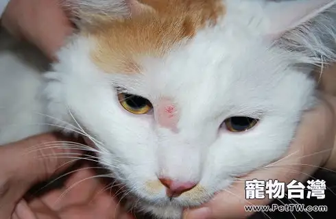 貓的皮膚病有哪些?貓皮膚病怎麼治療?(共3張圖片)-寵物台灣