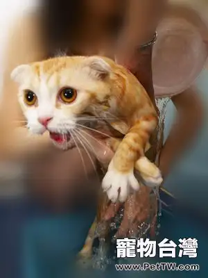 怎樣給不愛洗澡的貓咪洗澡？